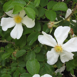 Biały  - dzikie róże